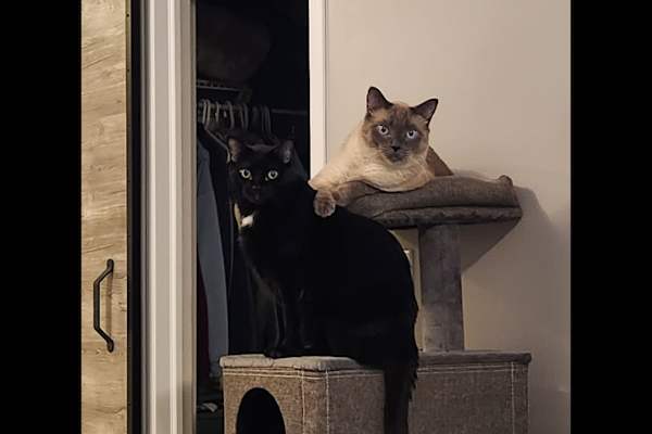 House sit in Airdrie, AB, Canada