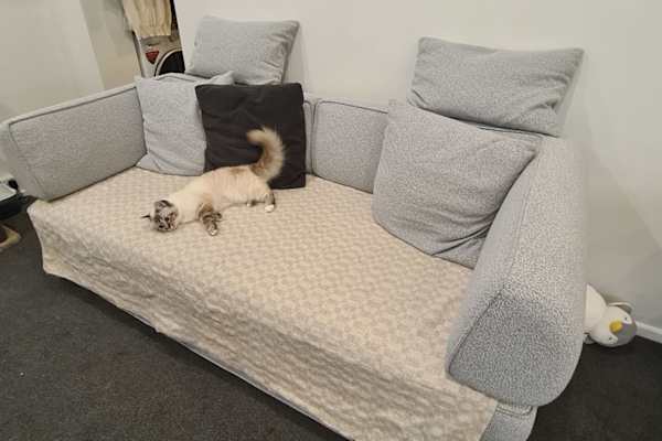 House sit in Wellington, New Zealand