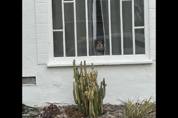 House sit in Coronado, CA, US