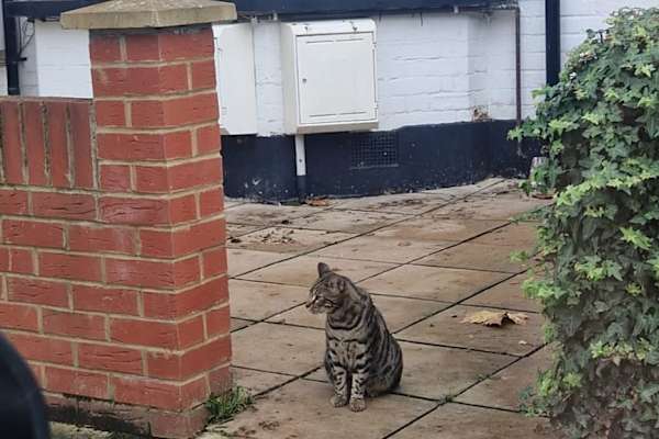 House sit in Harrow on the Hill, United Kingdom