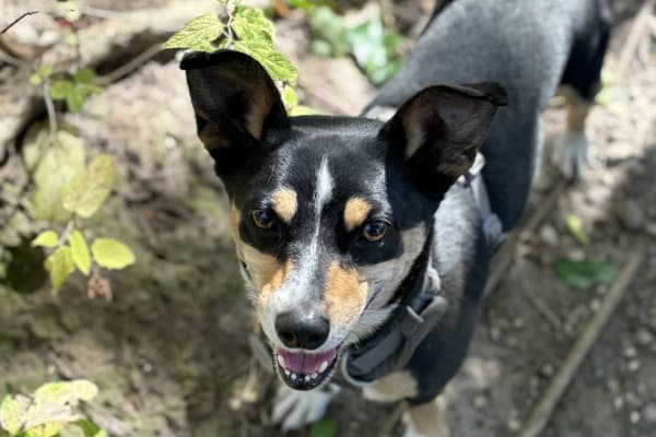 House sit in Madison, WI, US