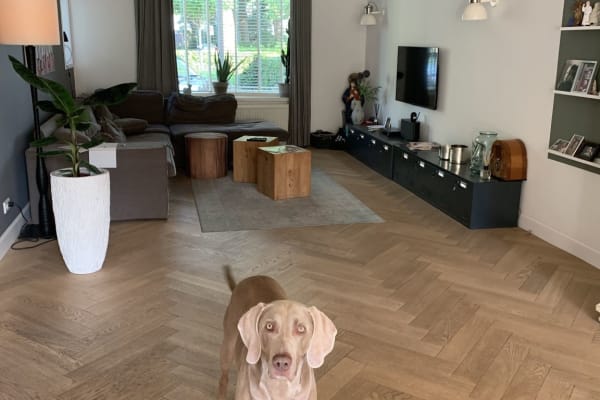 House sit in Heemstede, Netherlands