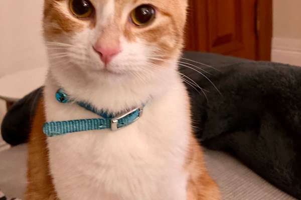 House sit in Fairlight, NSW, Australia