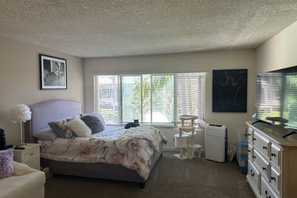 House sit in Ocean Beach, CA, US
