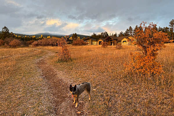 House sit in Durango, CO, US