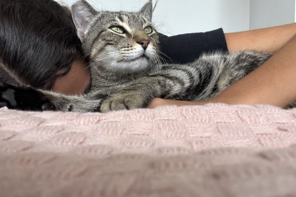 House sit in Valencia, Spain