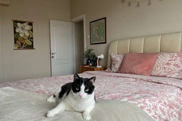 House sit in Kadıköy, Turkey