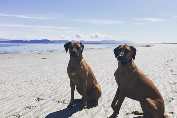 House sit in Cumberland, BC, Canada