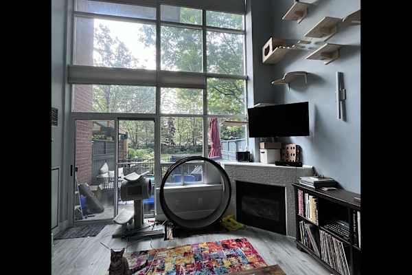 House sit in Mimico, ON, Canada