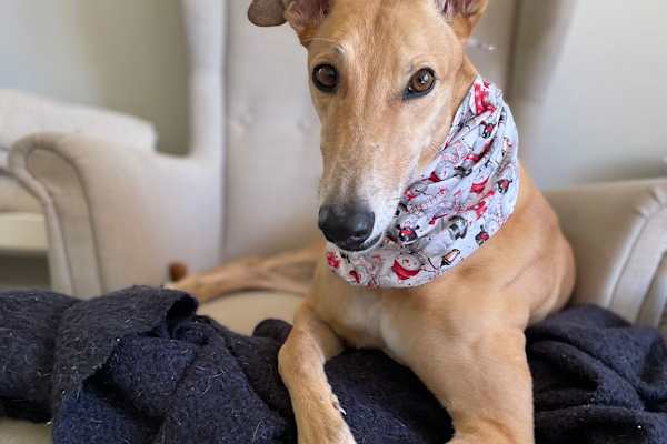 House sit in Perth, WA, Australia