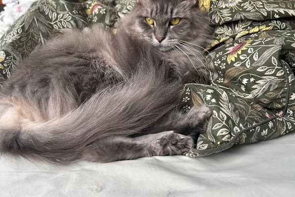 House sit in Manchester, United Kingdom