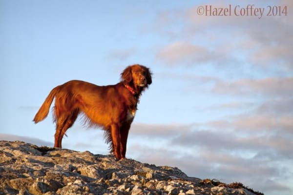 House sit in Westport, Ireland