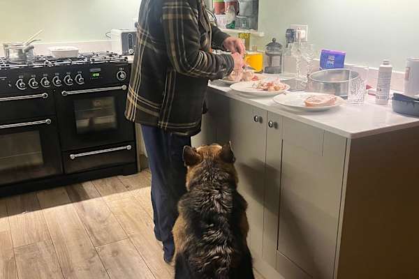 House sit in St Albans, United Kingdom