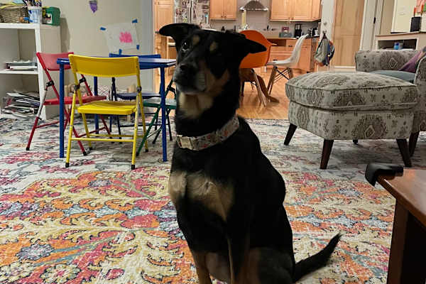 House sit in North Cambridge, MA, US