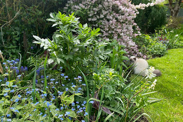 House sit in Nottingham, United Kingdom