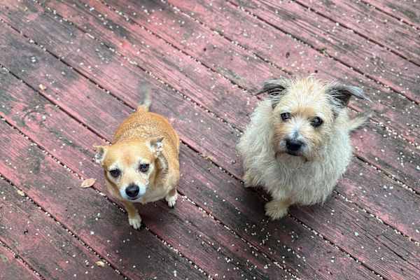 House sit in Jasper, GA, US