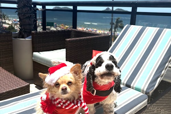 House sit in Barra da Tijuca, Brazil