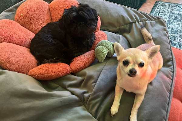 House sit in Brixton Hill, United Kingdom