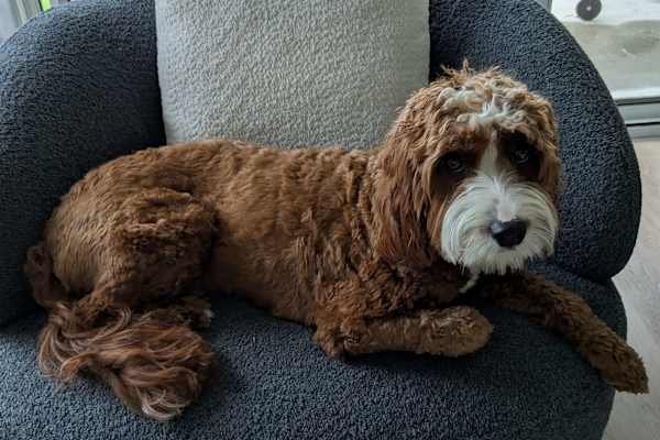 House sit in Canungra, QLD, Australia