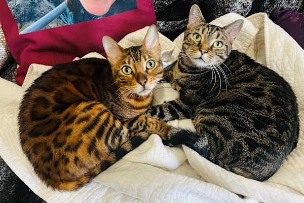 House sit in Brooklyn, NY, US