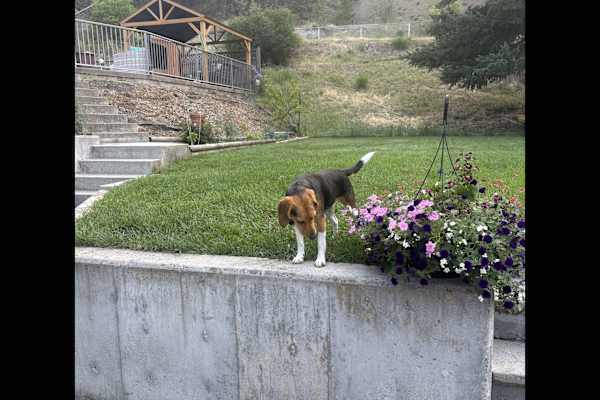 House sit in Summerland, BC, Canada