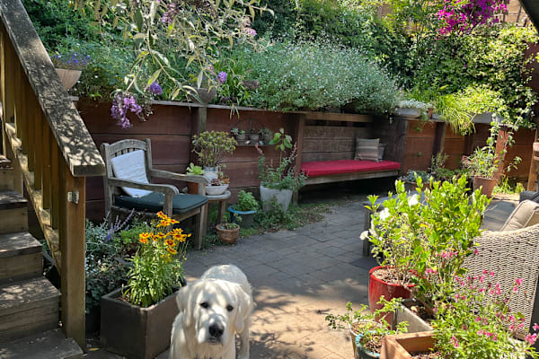 House sit in San Anselmo, CA, US