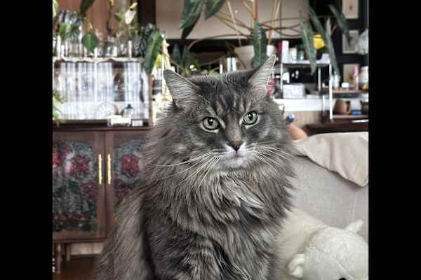 House sit in Melbourne, VIC, Australia