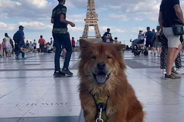 House sit in Paris, France