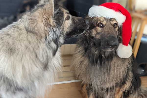 House sit in Milwaukee, WI, US