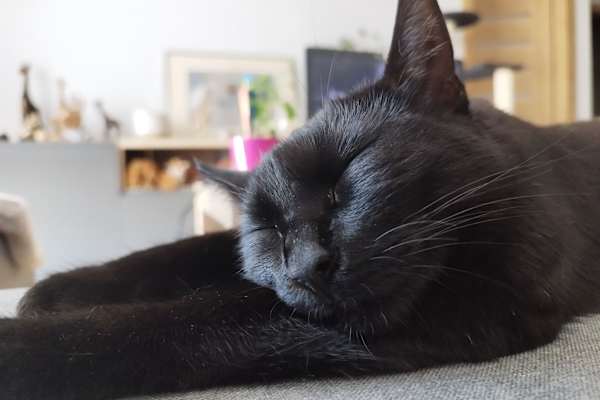 House sit in Gdańsk, Poland