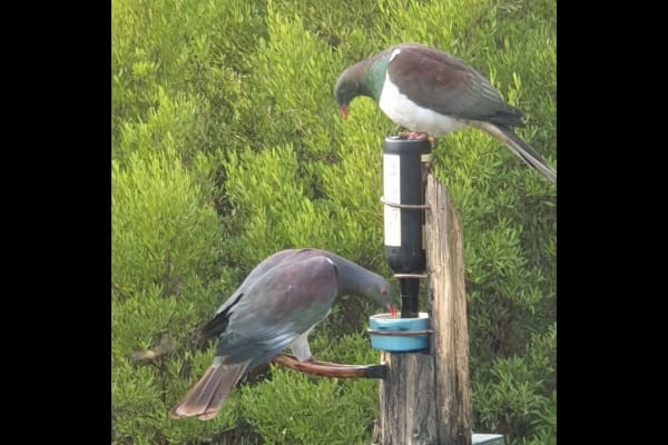 House sit in Akaroa, New Zealand