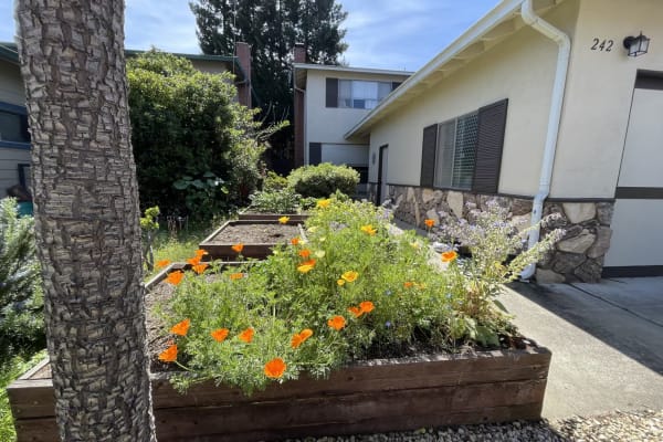 House sit in Redwood City, CA, US