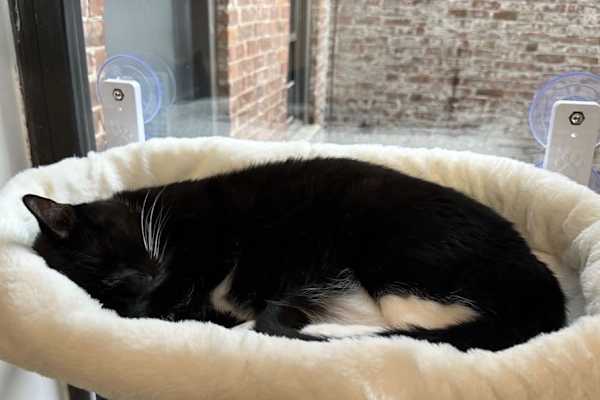 House sit in Brooklyn, NY, US