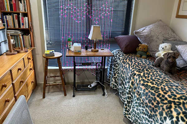 House sit in Devonport, TAS, Australia