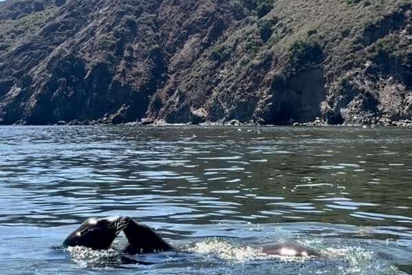 House sit in Pismo Beach, CA, US