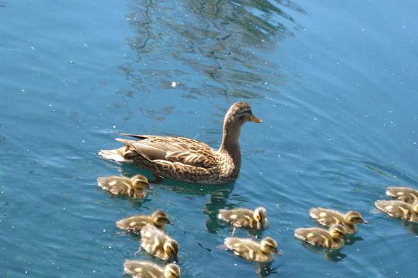 House sit in Los Angeles, CA, US