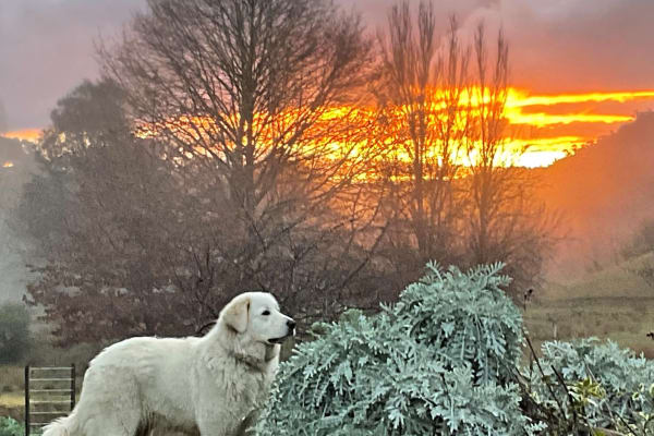 House sit in Flowerdale, VIC, Australia