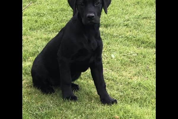 House sit in Hay, United Kingdom