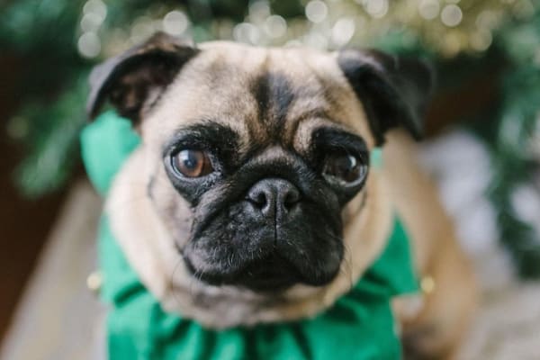 House sit in Sutherland, NSW, Australia