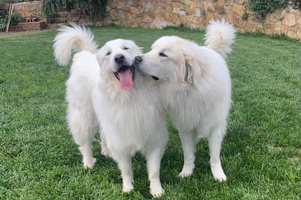House sit in Canberra, Australian Capital Territory, Australia