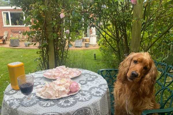 House sit in Knutsford, United Kingdom