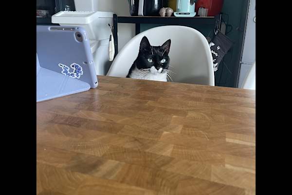 House sit in Breda, Netherlands