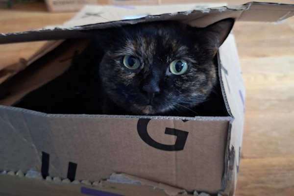 House sit in Toronto, ON, Canada