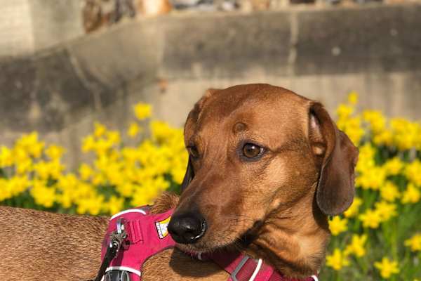 House sit in West Byfleet, United Kingdom