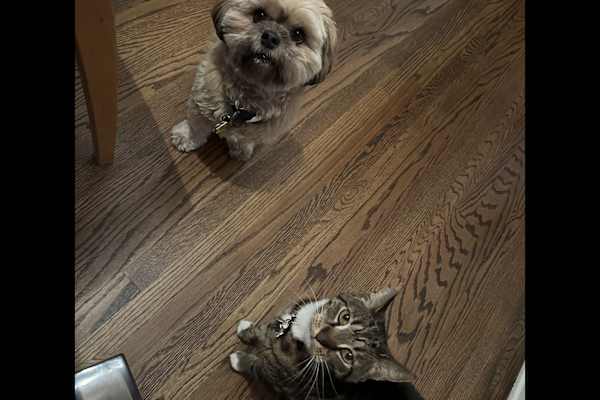 House sit in Burbank, CA, US