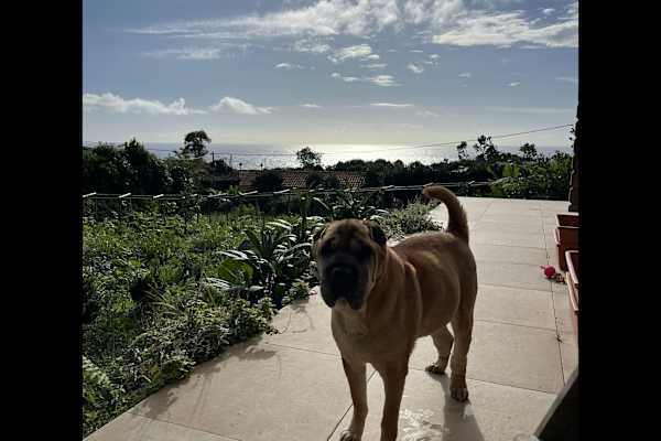 House sit in Lajes das Flores, Portugal