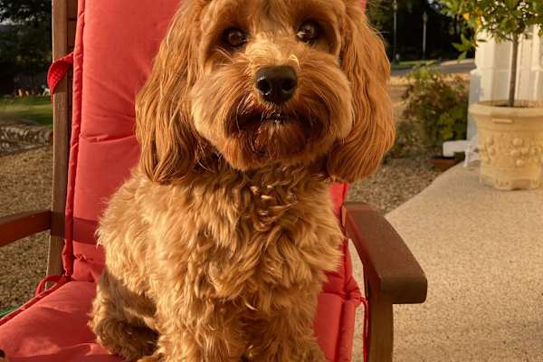 House sit in Bognor Regis, United Kingdom