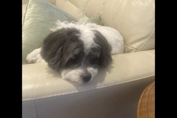 House sit in Cottesloe, WA, Australia