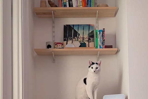 House sit in Dublin, Ireland