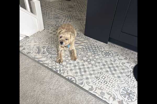 House sit in Ardingly, United Kingdom